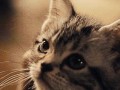 Mrau