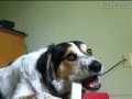 Ooo mój kumpel mój kumpel mój pies przyjaaaaacieeel