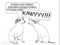 Kawyyyy