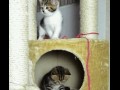 Cute overload 1