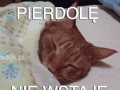 Pierdolę nie wstaję