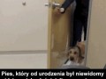 Niewidomy pies widzi po raz pierwszy