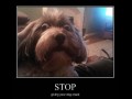 Stopgiing234