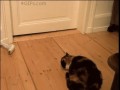 Teleport cat