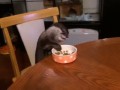 Om nom nom 