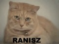 Ranisz