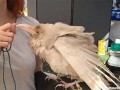 Pearl krukalbinos