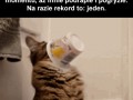 Zabawa z kotem