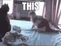 This is sparta