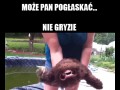 Może pan pogłaskać