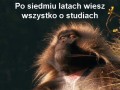 Po siedmiu latach studiów