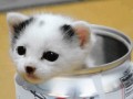 Awww