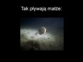 W razie gdybyś się zastanawiał jak pływają małże