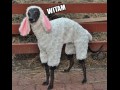 Witam 