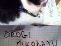 Drogi mikołaju