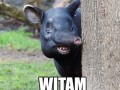 Witam   