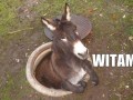 Witam 1