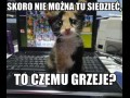 Kocia logika