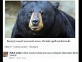 Niedźwiedź