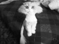 Witam
