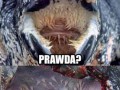 Żółw Wodny