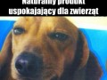 Marihuanen dla zwierząt