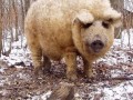 Mangalica