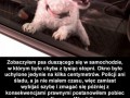 Możesz uratować psa nie wybijając szyb