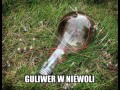 Guliwer