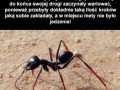 Naukowcy i mrówki