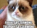 Grumpy cat