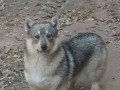 Wilkcorgi