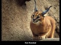 Karakal