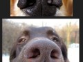 Psie nosy