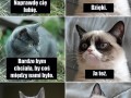 Grumpy cat znowu w akcji