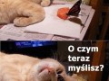Hej motylku