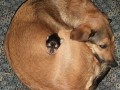 A kuku