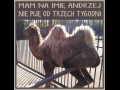 Andrzej nie pije