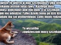 Przemyślenia pieseł