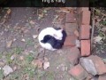 Yingyang