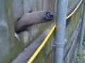 Psst