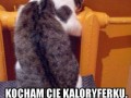 Kocham cię kaloryferku