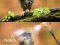 Mokra i zła sówka
