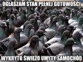 Gołębie takie są