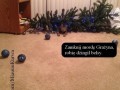 Zamknij się grażyna