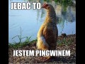 Jestem pingwinem
