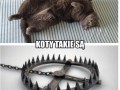Koty 1
