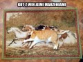 Kot z ambicją