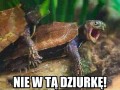 Pomyłeczka