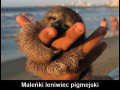 Leniwiec pigmejski